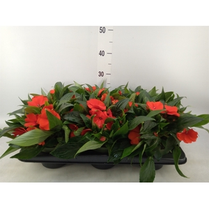 Impatiens NG 'Tamarinda Orange'