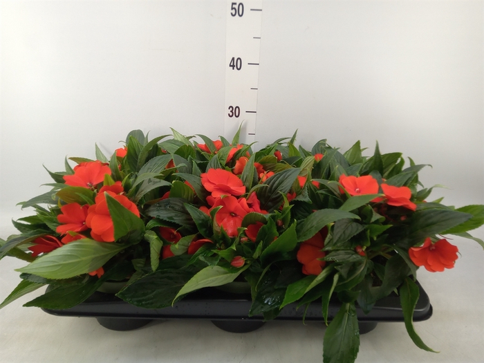 <h4>Impatiens NG 'Tamarinda Orange'</h4>