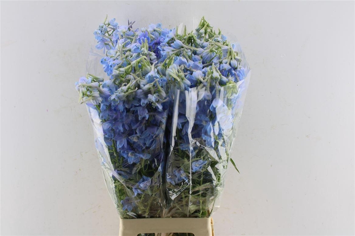 <h4>Delph En Ballkleid Pale Blue</h4>