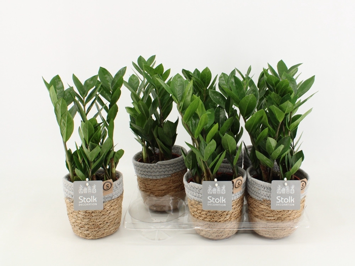 <h4>Zamioculcas Zamiifolia Basket</h4>