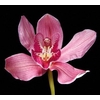 Cymbidium 5/7 Dark Pink Bl pst