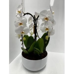 Phalaenopsis Crown White 26Ø 65cm