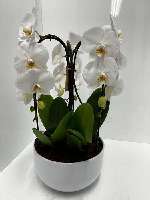 Phalaenopsis Crown White 26Ø 65cm