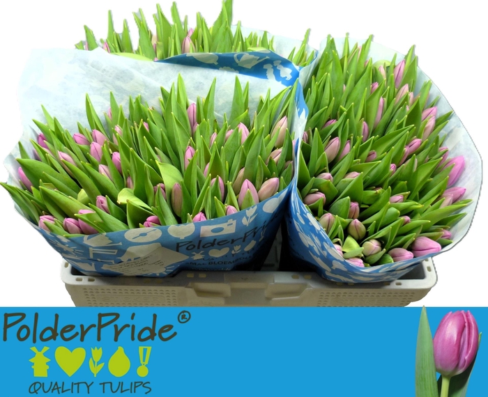 <h4>Tu En Pink Dolphin</h4>