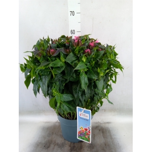 Monarda didyma