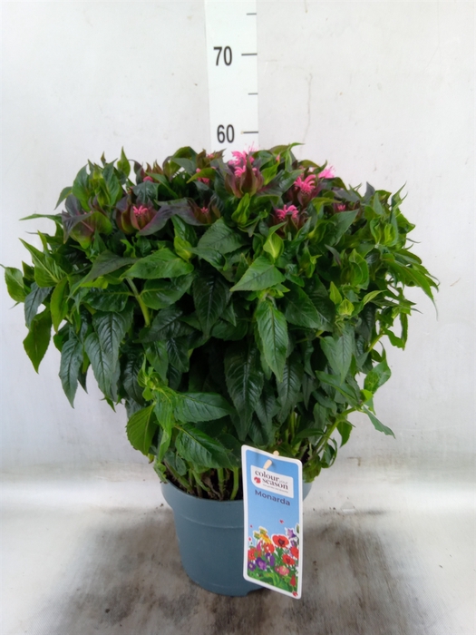 <h4>Monarda didyma</h4>