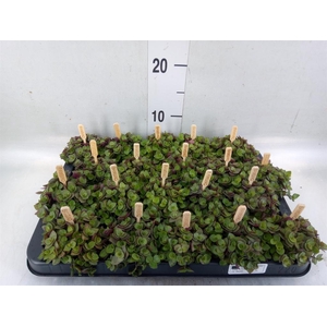 Callisia repens 'Turtle'