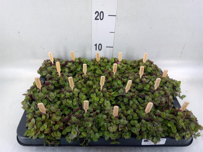 <h4>Callisia repens 'Turtle'</h4>