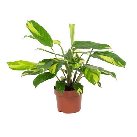 <h4>Ctenanthe Pilosa Golden Mosaic</h4>