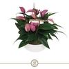 Anthurium Zizou keramiek 1008