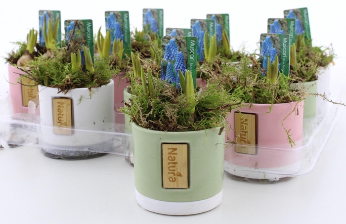 <h4>ARR MUSCARI</h4>