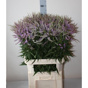 VERONIC V FASCINATIO