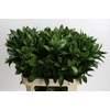 Ruscus Hypophyllum