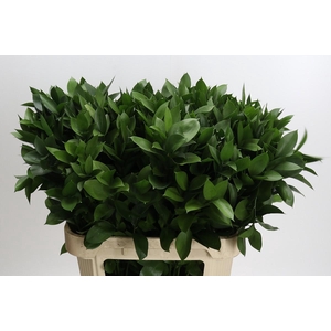 Ruscus Hypophyllum