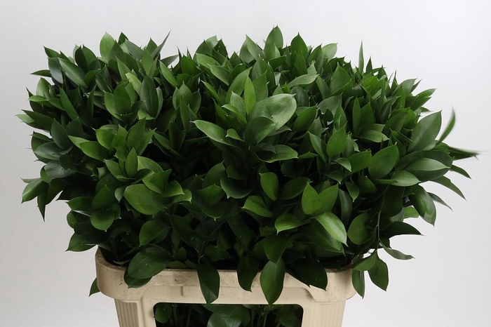 <h4>Ruscus Hypophyllum</h4>