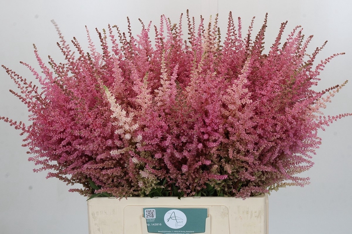 <h4>Astilbe Ch Romanze</h4>