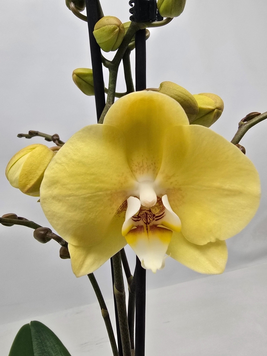 <h4>Limited 15 week 15</h4>