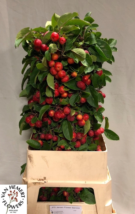 <h4>MALUS RED SENTINEL</h4>