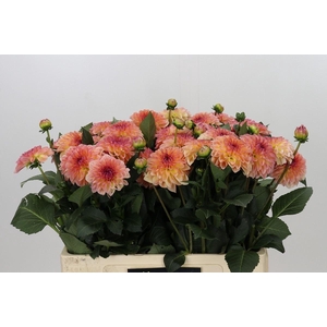 DAHLIA  'CHANEL'