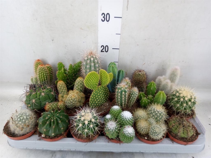 <h4>Cactus   ...mix</h4>