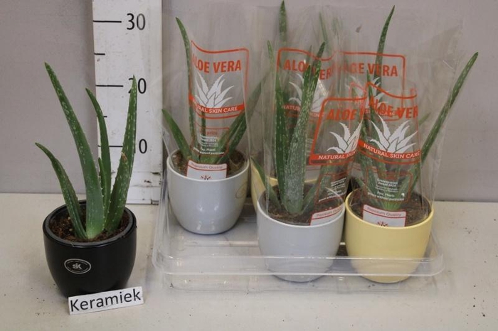 <h4>ALOE VERA</h4>