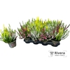 Calluna  Garden Girls gemengd 10