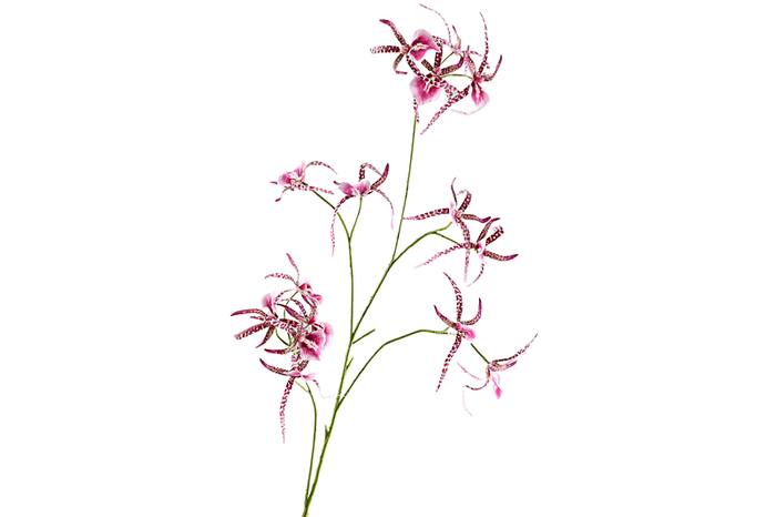 Spider Orchid Lavender