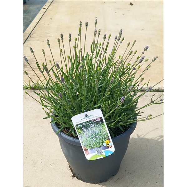 <h4>Lavandula essence</h4>