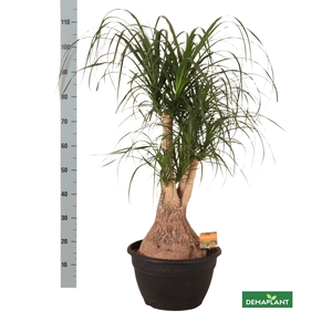 BEAUCARNEA RECUR