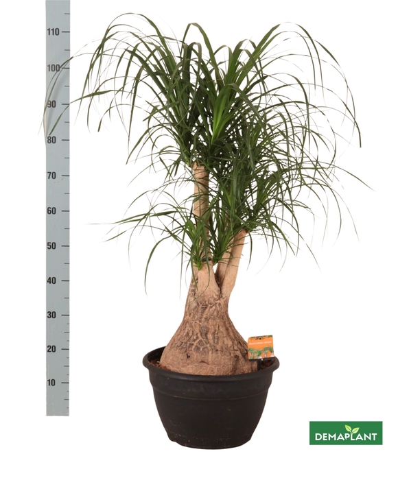 <h4>BEAUCARNEA RECUR</h4>