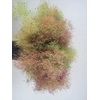COTINUS VELUS