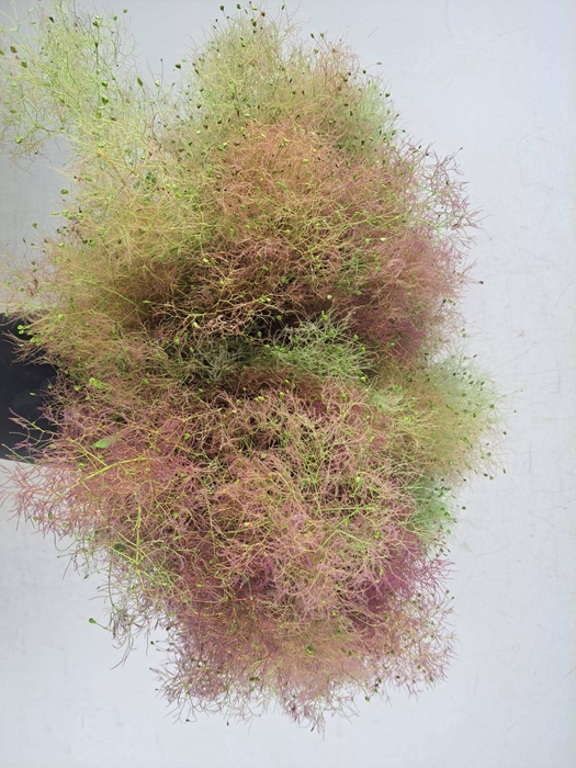 COTINUS VELUS