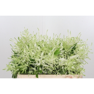 Astilbe Washingthon