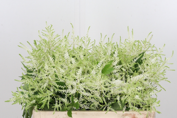 <h4>Astilbe Washingthon</h4>