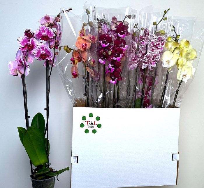 <h4>PHAL GEM 8 KL</h4>