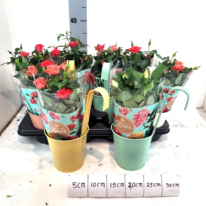 <h4>ARR TUINPLANTEN</h4>
