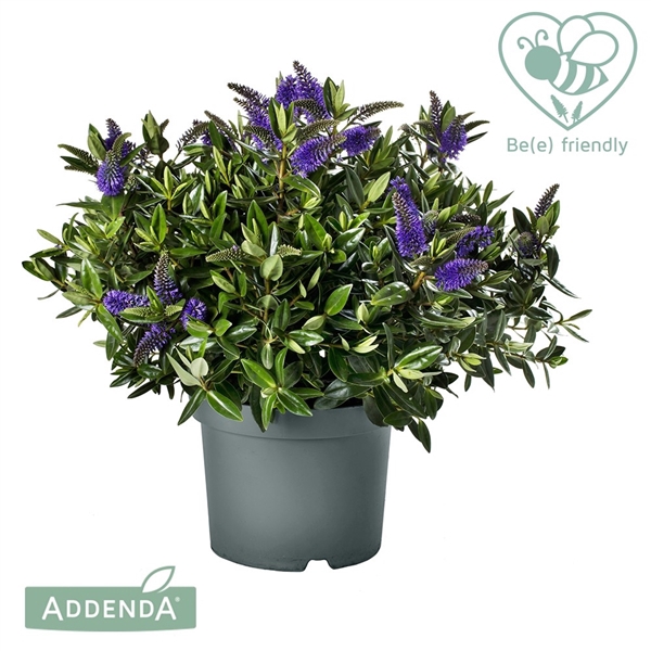 <h4>Hebe Addenda® Donna Britta P23</h4>