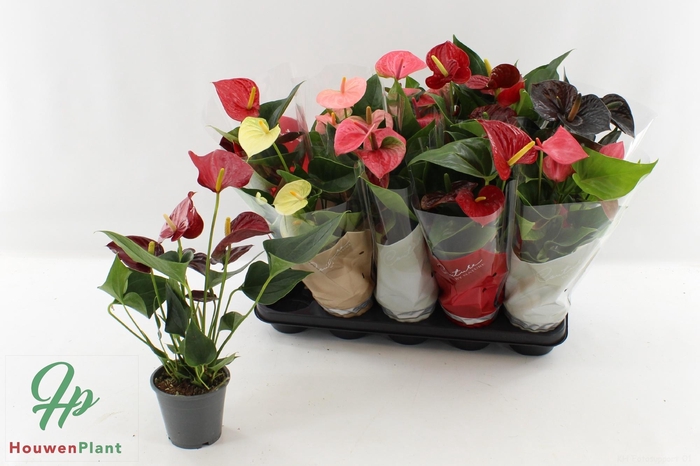 <h4>ANTHU AN GEM 5 KL</h4>