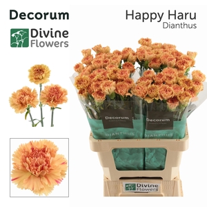 DI ST HAPPY HARU
