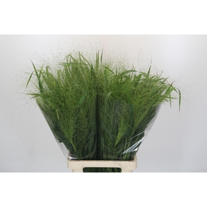 Panicum Fountain