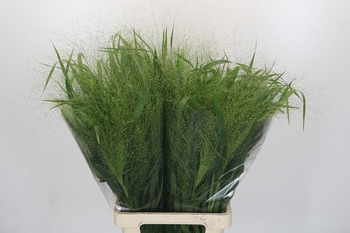 <h4>Panicum Fountain</h4>