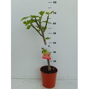 Ficus carica