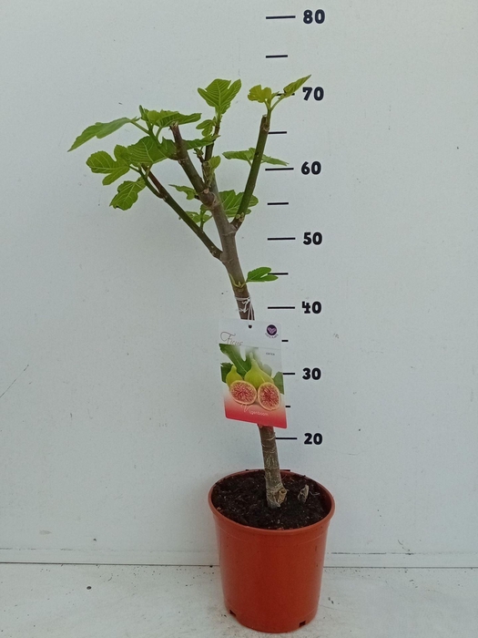 <h4>Ficus carica</h4>