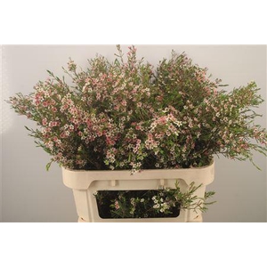 Chamelaucium My Sweet 16