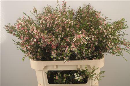 <h4>Chamelaucium My Sweet 16</h4>