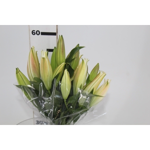 LIRIO ZAMBESI 060 CM HT MIN 2 FLS