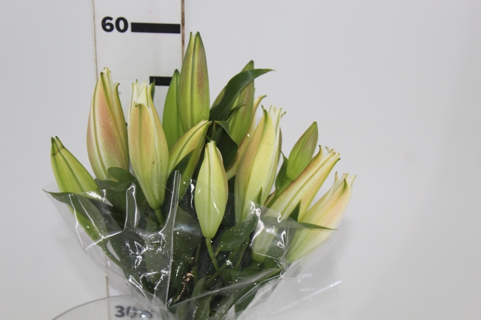 <h4>LIRIO ZAMBESI 060 CM HT MIN 2 FLS</h4>
