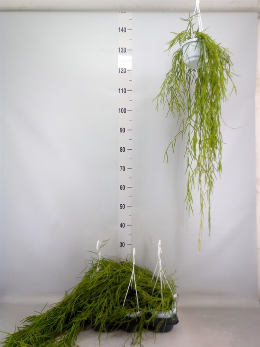 <h4>Hoya linearis</h4>