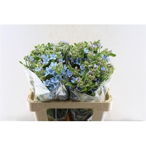 Oxypetalum Tan Pur Blue