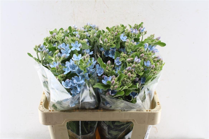 <h4>Oxypetalum Tan Pur Blue</h4>